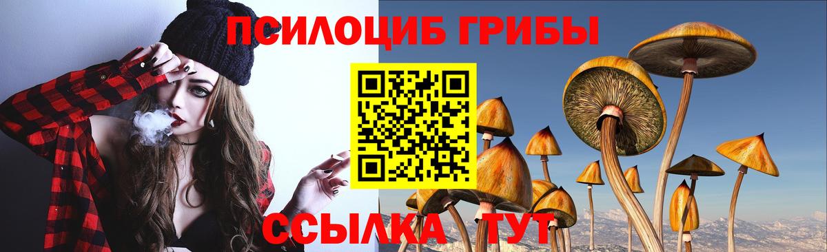 Псилоцибиновые грибы Psilocybine cubensis  Вход с VPN  Гай  Псилоцибиновые грибы прущие грибы 